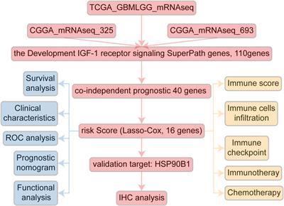 Frontiers | Prognosis And Therapeutic Significance Of IGF-1R-related ...